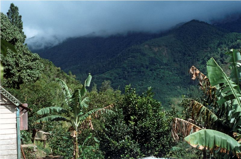   , ,  (Blue Mountain peak ,Kingston Jamaica) 